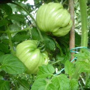 Category: Green tomatoes. Big Boy
